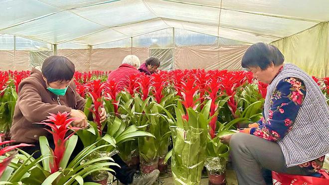花 高庄年宵花“热”了龙8国际唯一网站花人人(图4)
