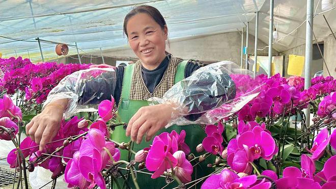 花 高庄年宵花“热”了龙8国际唯一网站花人人(图3)