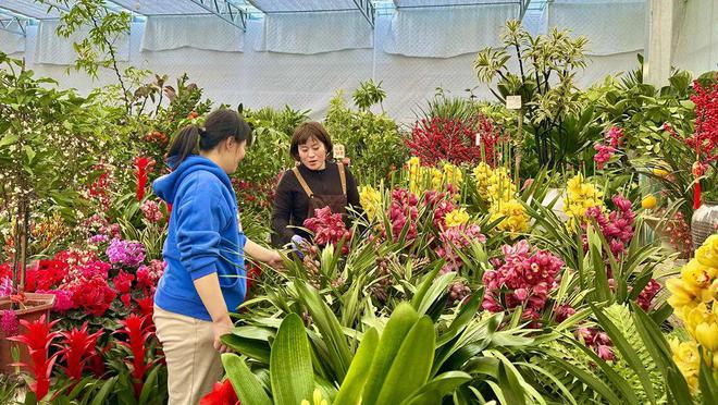 花 高庄年宵花“热”了龙8国际唯一网站花人人(图2)