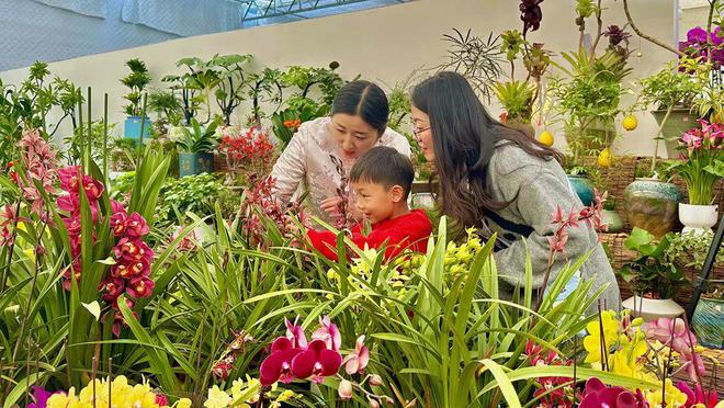 花 高庄年宵花“热”了龙8国际唯一网站花人人